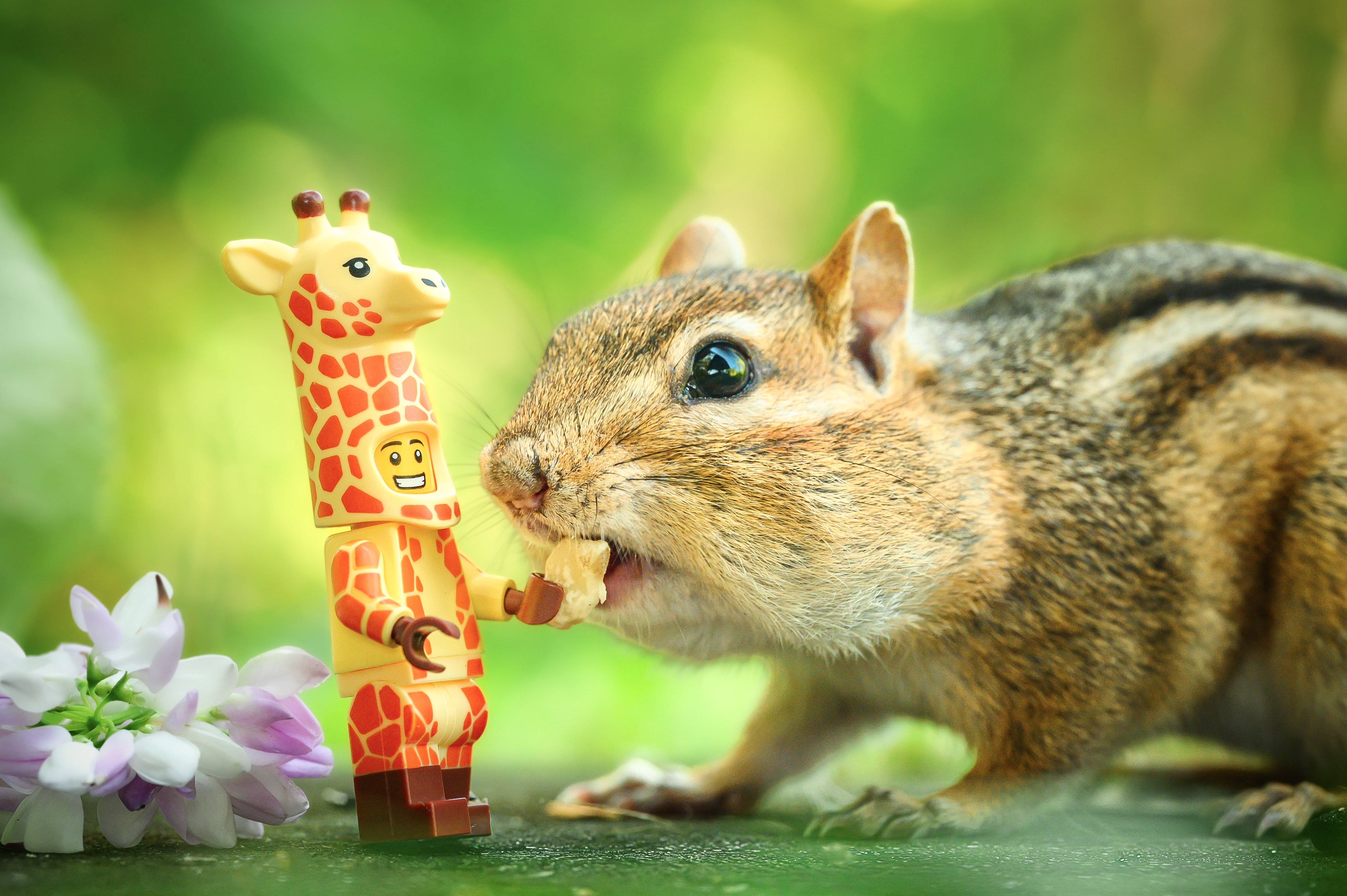 Giraffe and Chipmunk