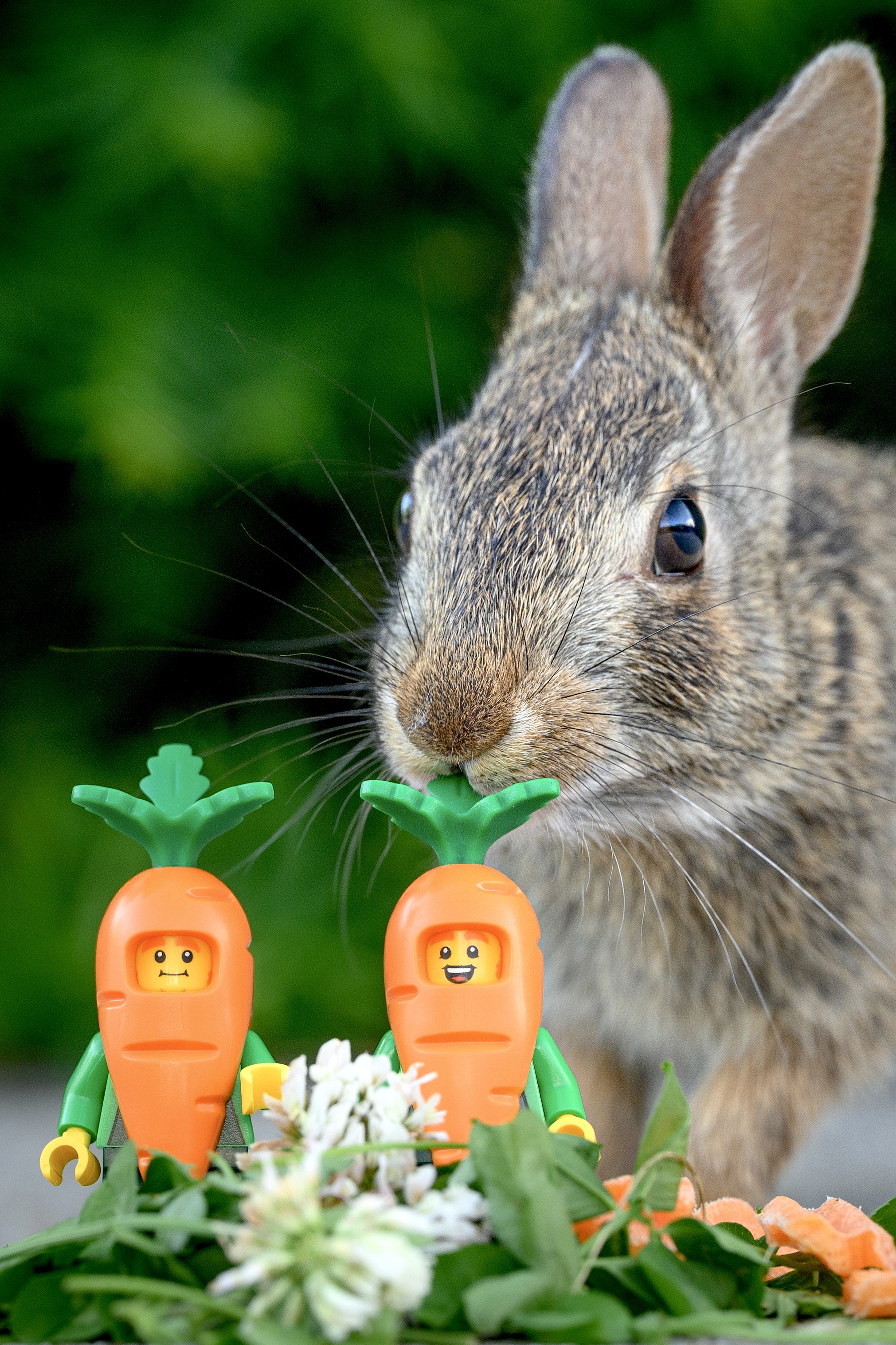 The Bunny
