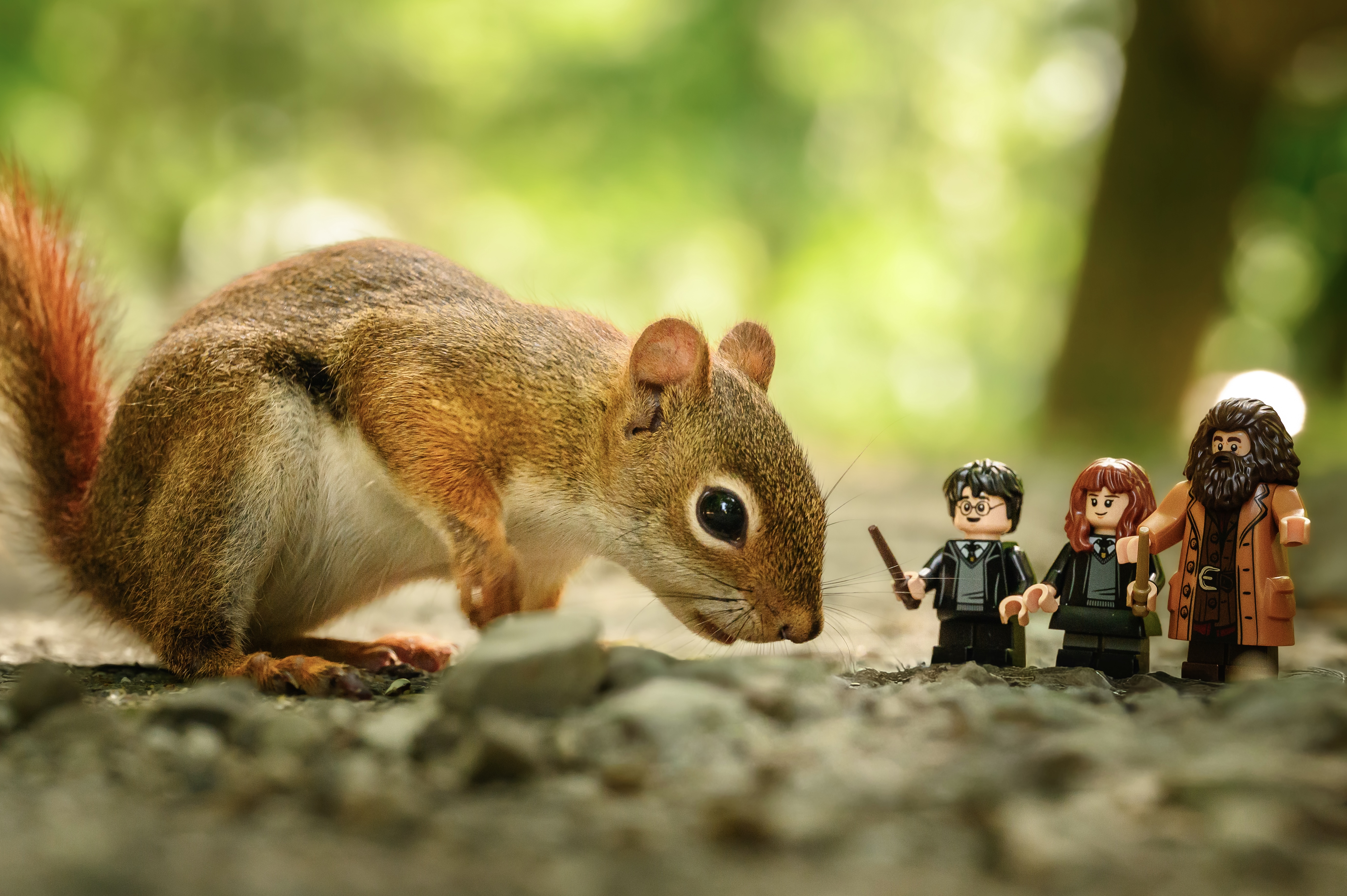 The Red Squirrel