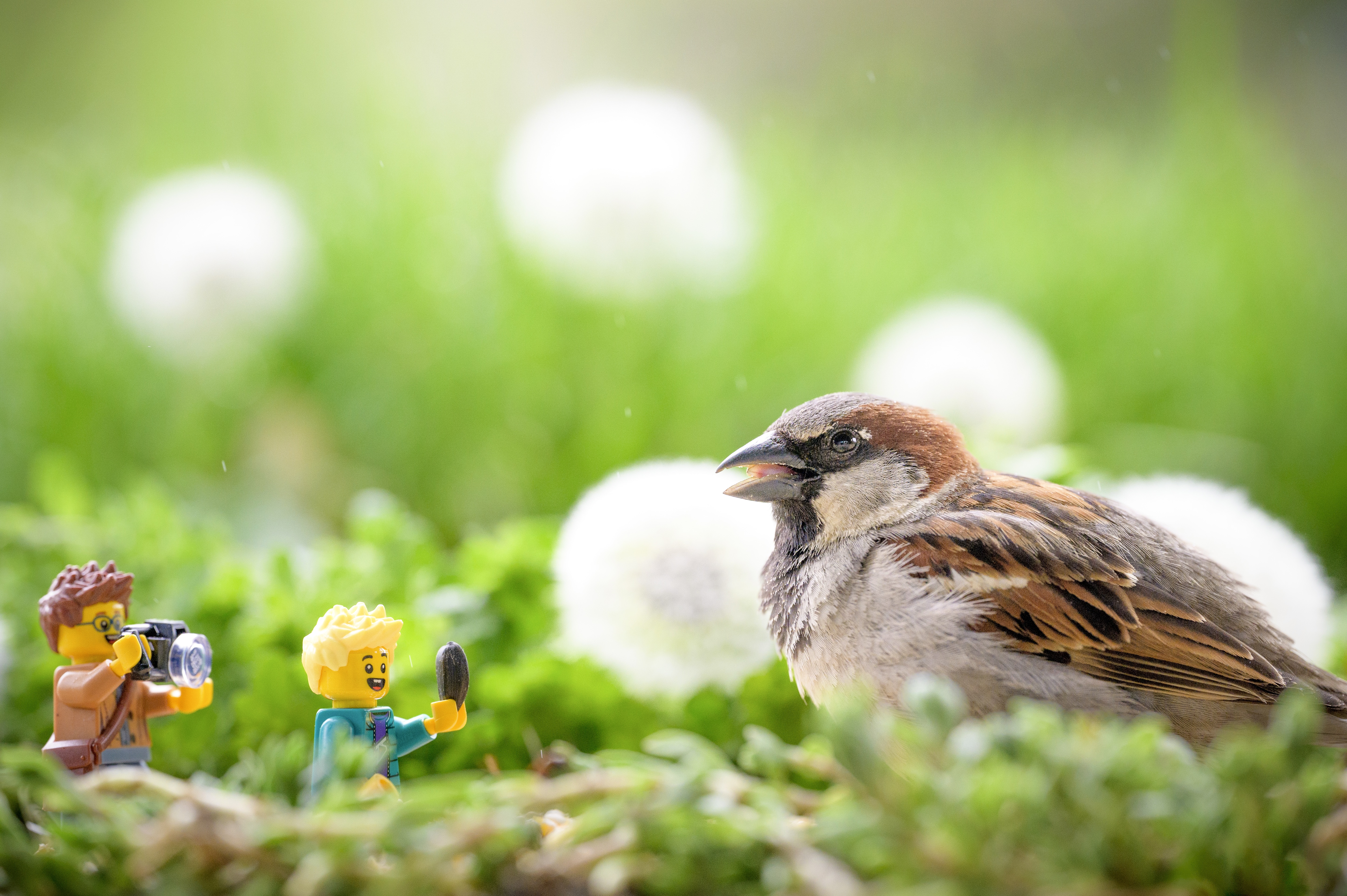 Awesome Aviary