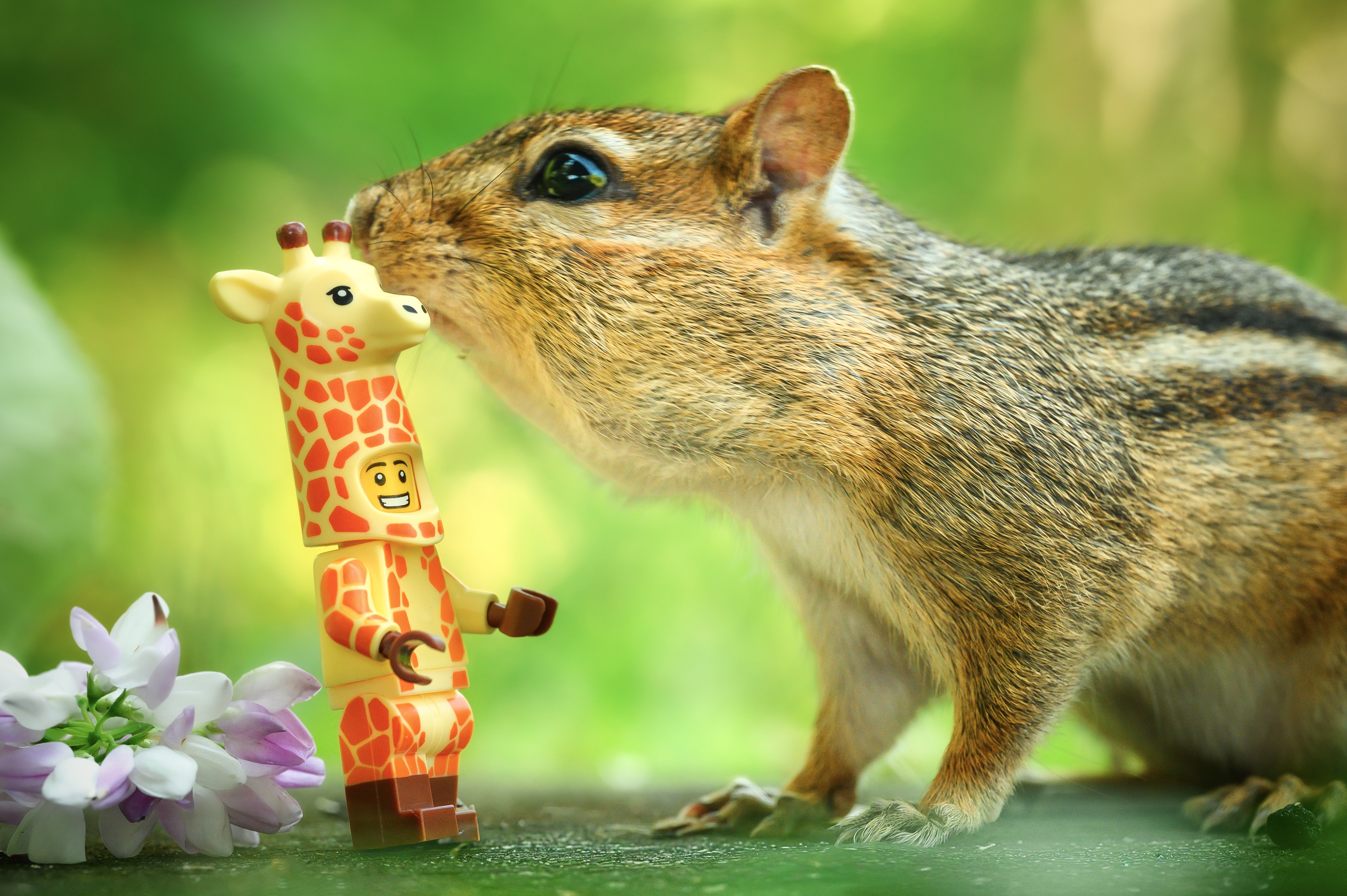 Chipmunk Kiss