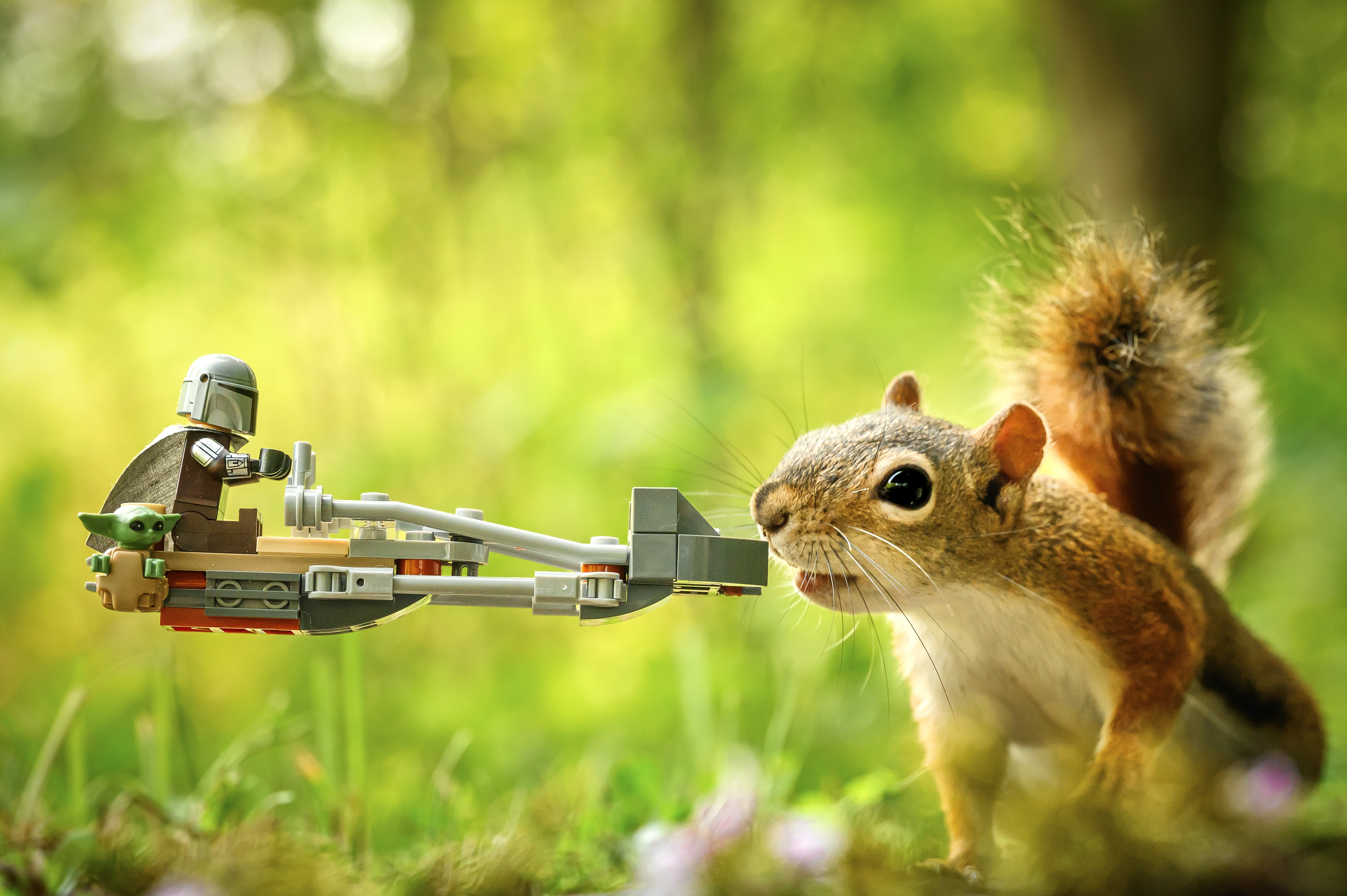 Red Squirrel Speeder