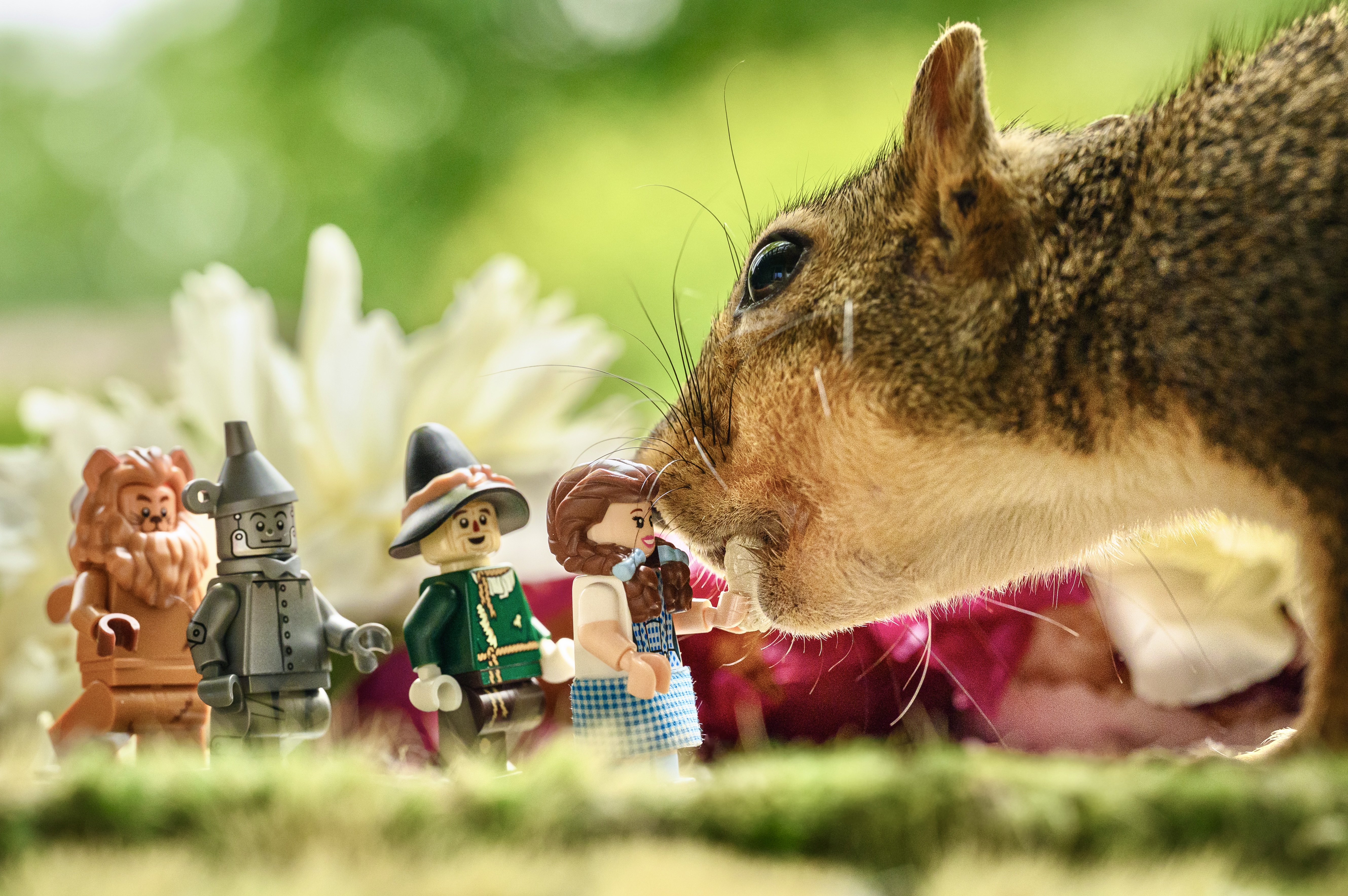 Squirrel in Oz