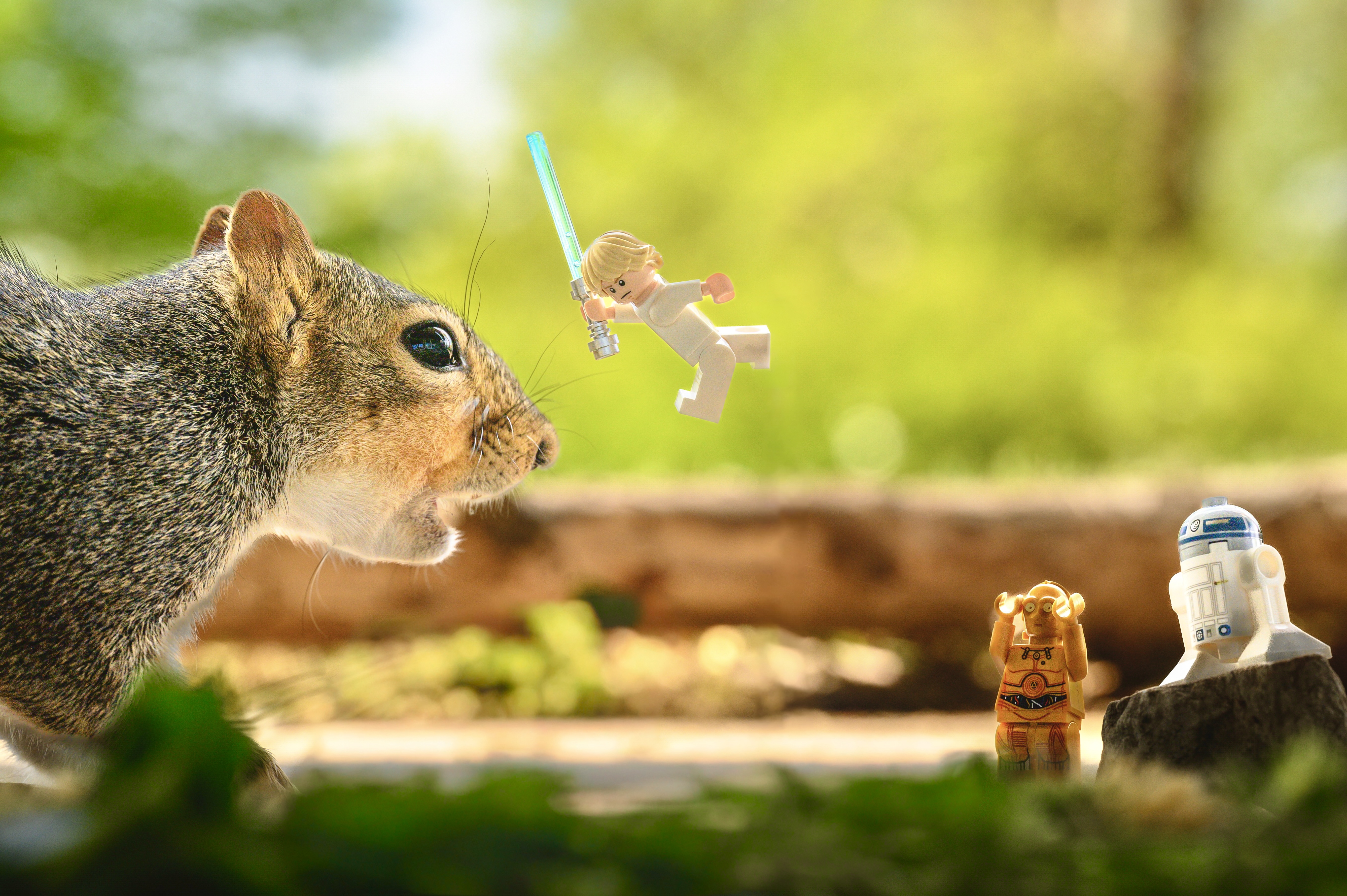 Luke vs Squirrel