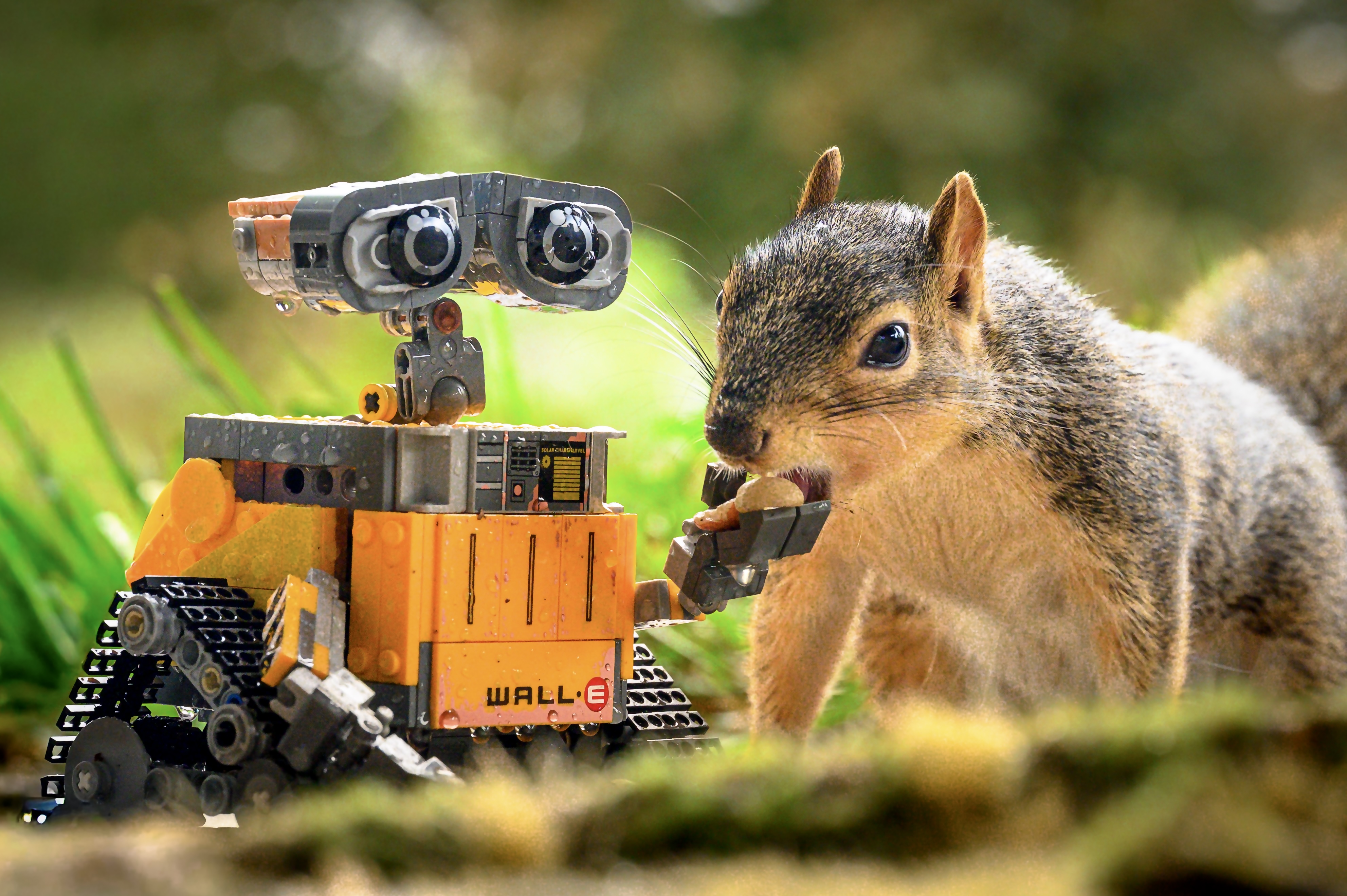 WALLe and Squirrel