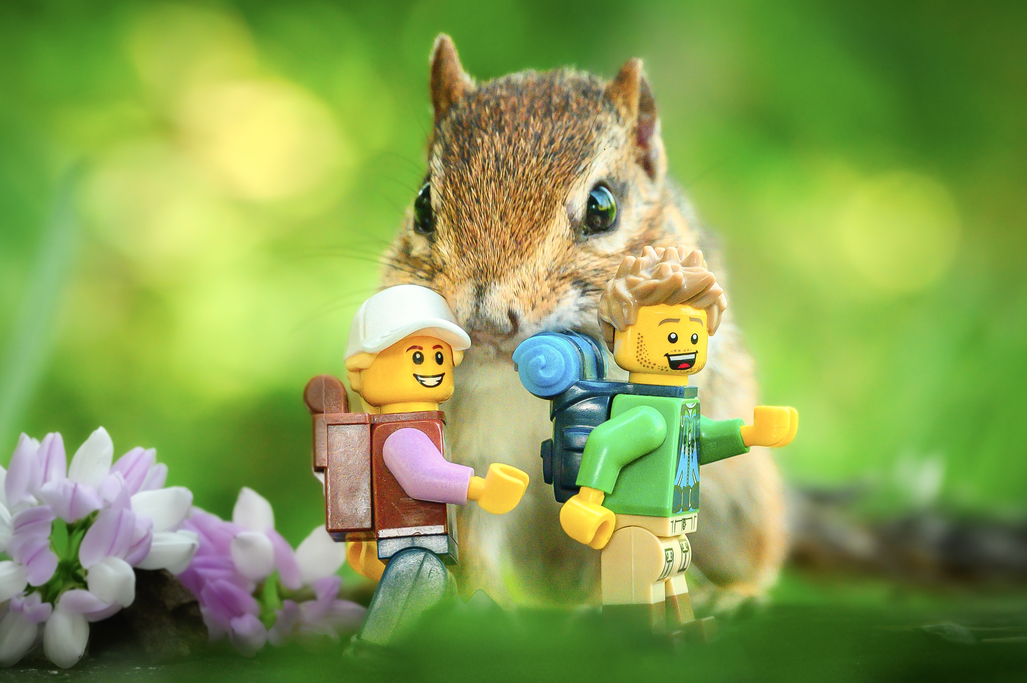 Chipmunk Surprise